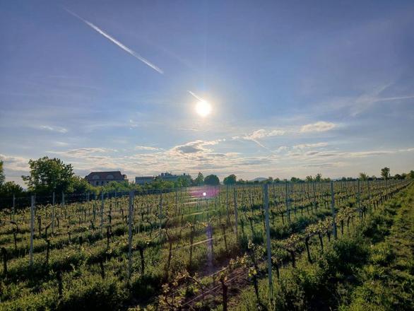 Vinařství Válkovi foto 6
